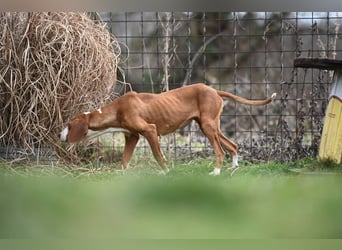 Barbara - sanfte Save Bracke