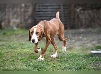 Barbara - sanfte Save Bracke