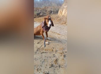 Barbara - sanfte Save Bracke