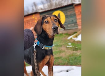 Risa - Schmusebracke