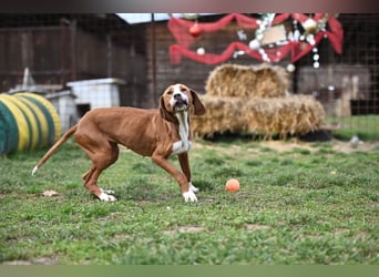 Barbara - sanfte Save Bracke