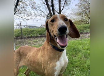 Anely eine extrem gutmütige Hündin