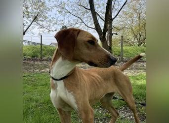 Anely eine extrem gutmütige Hündin