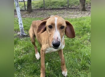 Anely eine extrem gutmütige Hündin