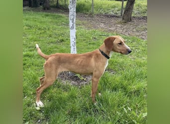 Anely eine extrem gutmütige Hündin