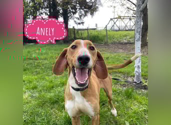 Anely eine extrem gutmütige Hündin