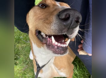 Anely eine extrem gutmütige Hündin