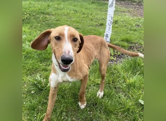 Anely eine extrem gutmütige Hündin