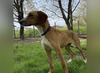 Anely eine extrem gutmütige Hündin