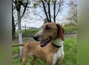 Anely eine extrem gutmütige Hündin