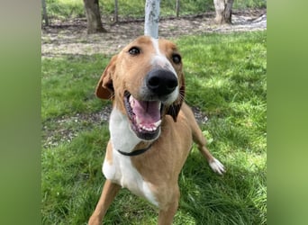 Anely eine extrem gutmütige Hündin