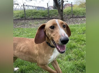 Anely eine extrem gutmütige Hündin