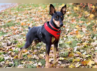 Klausi - kluges, verschmustes Kerlchen - Tierhilfe Franken e.V.