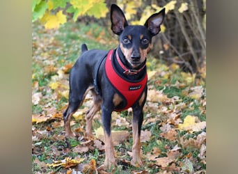 Klausi - kluges, verschmustes Kerlchen - Tierhilfe Franken e.V.