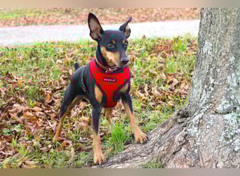 Klausi - kluges, verschmustes Kerlchen - Tierhilfe Franken e.V.