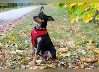 Klausi - kluges, verschmustes Kerlchen - Tierhilfe Franken e.V.