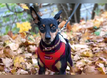 Klausi - kluges, verschmustes Kerlchen - Tierhilfe Franken e.V.