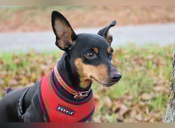 Klausi - kluges, verschmustes Kerlchen - Tierhilfe Franken e.V.