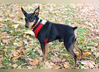 Klausi - kluges, verschmustes Kerlchen - Tierhilfe Franken e.V.