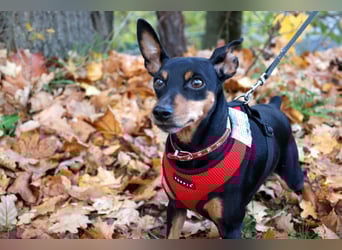 Klausi - kluges, verschmustes Kerlchen - Tierhilfe Franken e.V.