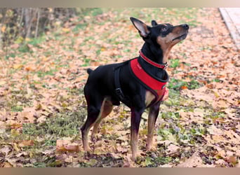 Klausi - kluges, verschmustes Kerlchen - Tierhilfe Franken e.V.