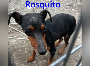 Rosquito geb. 08/2023 (ESP) - lustiger uns lebensfroher, kleiner Prager Rattler!