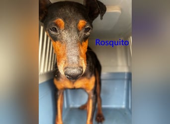 Rosquito geb. 08/2023 (ESP) - lustiger uns lebensfroher, kleiner Prager Rattler!