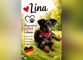 Lina - auf PS in 53797 Lohmar - anfangs vorsichtig, verschmust und liebt es Küsschen zu geben