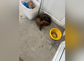 Mia - zum Sterben ausgesetzt