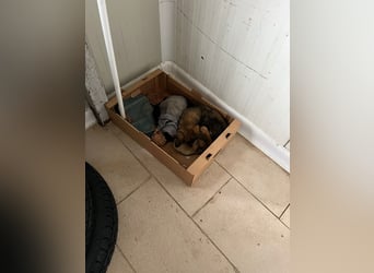 Mia - zum Sterben ausgesetzt