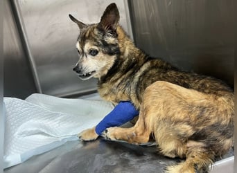 Mia - zum Sterben ausgesetzt