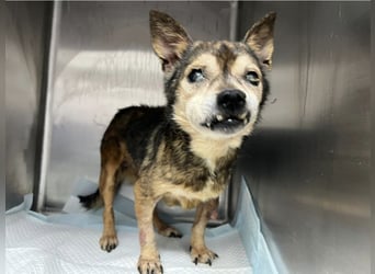 Mia - zum Sterben ausgesetzt