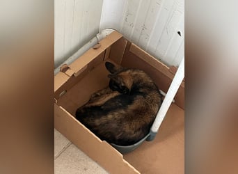 Mia - zum Sterben ausgesetzt