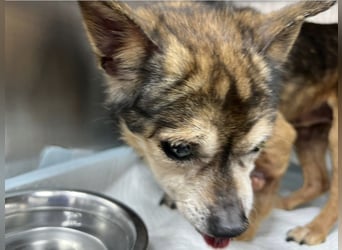 Mia - zum Sterben ausgesetzt