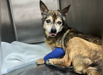 Mia - zum Sterben ausgesetzt