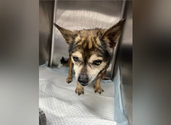 Mia - zum Sterben ausgesetzt