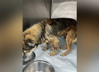 Mia - zum Sterben ausgesetzt