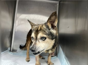 Mia - zum Sterben ausgesetzt