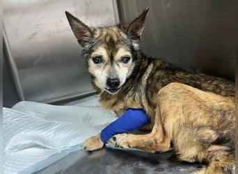 Mia - zum Sterben ausgesetzt