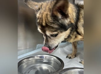 Mia - zum Sterben ausgesetzt