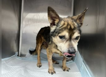 Mia - zum Sterben ausgesetzt