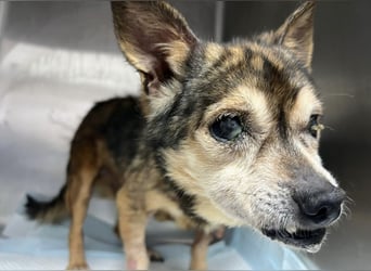 Mia - zum Sterben ausgesetzt