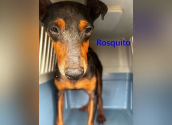 Rosquito geb. 08/2023 (ESP) - lustiger uns lebensfroher, kleiner Prager Rattler!