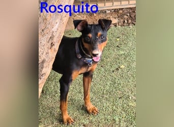 Rosquito geb. 08/2023 (ESP) - lustiger uns lebensfroher, kleiner Prager Rattler!