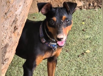 Rosquito geb. 08/2023 (ESP) - lustiger uns lebensfroher, kleiner Prager Rattler!