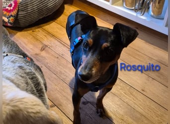 Rosquito geb. 08/2023 (in Deutschland) - lustiger uns lebensfroher, kleiner Prager Rattler!