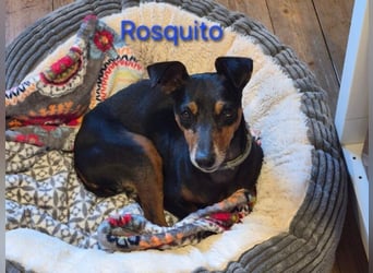 Rosquito geb. 08/2023 (in Deutschland) - lustiger uns lebensfroher, kleiner Prager Rattler!