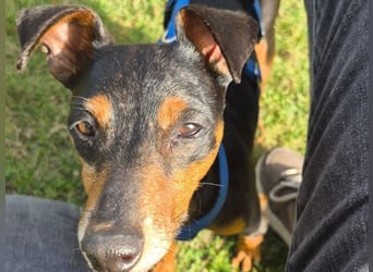 Rosquito geb. 08/2023 (in Deutschland) - lustiger uns lebensfroher, kleiner Prager Rattler!