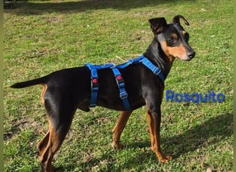 Rosquito geb. 08/2023 (in Deutschland) - lustiger uns lebensfroher, kleiner Prager Rattler!