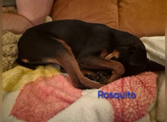 Rosquito geb. 08/2023 (in Deutschland) - lustiger uns lebensfroher, kleiner Prager Rattler!